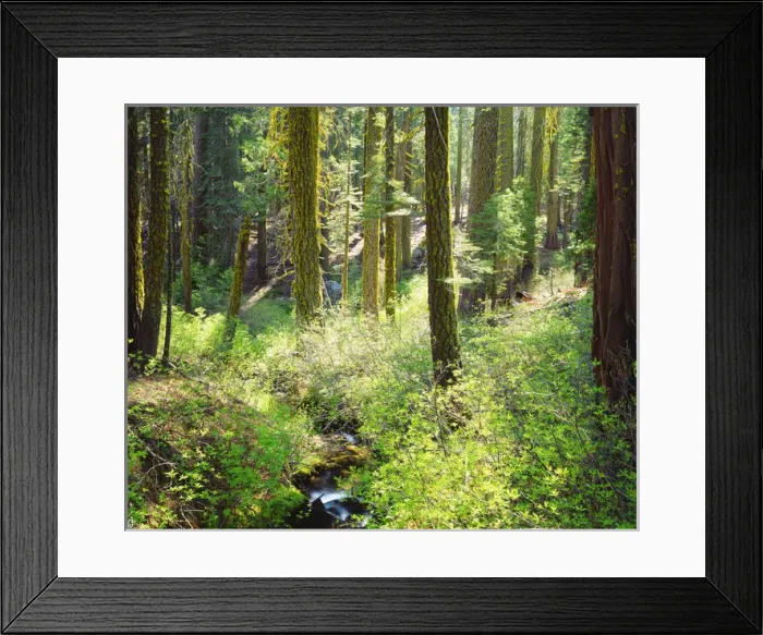 Framed Print : USA; California. A lush forrest in the Western High Sierra