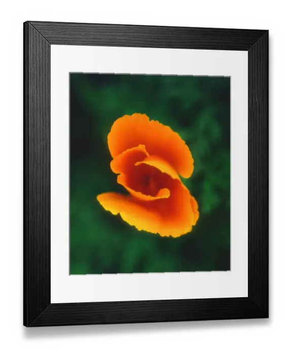 Framed Print : USA, California,s California Poppy Framed Print : USA, California,s California Poppy