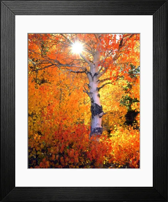 Framed Print : USA, California, Autumn colors of aspen trees in the Sierra Nevada Mountains, Ca