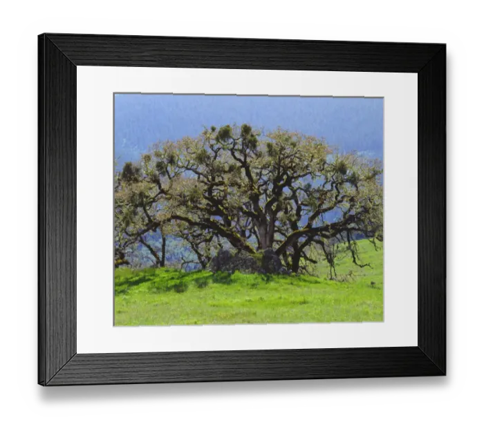 Framed Print : California; An Oak Tree in a clearing in the forest Framed Print : California; An Oak Tree in a clearing in the forest