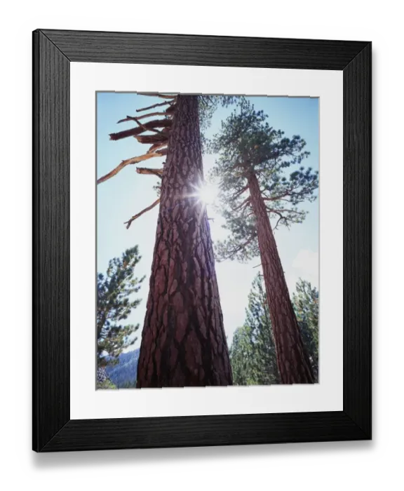Framed Print : CTF-318. USA, California. Old-growth Ponderosa Pine trees in the High Sierra Framed Print : CTF-318. USA, California. Old-growth Ponderosa Pine trees in the High Sierra