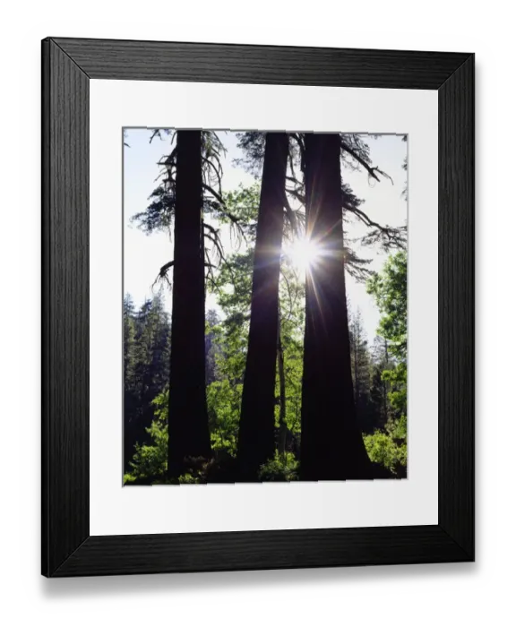 Framed Print : USA; California. Old growth Red Fir trees in the High Sierra Framed Print : USA; California. Old growth Red Fir trees in the High Sierra