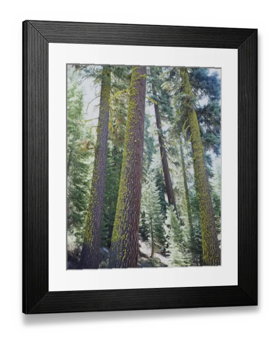 Framed Print : CTF-309. USA, California. Old-growth Red Fir trees in the High Sierra Framed Print : CTF-309. USA, California. Old-growth Red Fir trees in the High Sierra