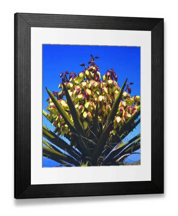 Framed Print : California; CA; Yucca Wildflowers in Torrey Pines State Park