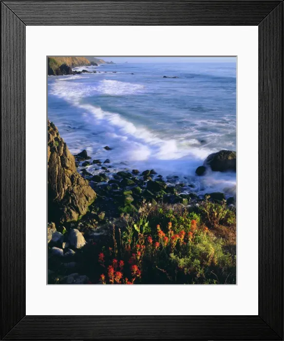 Framed Print : USA, Wildflowers along the California Coast Framed Print : USA, Wildflowers along the California Coast