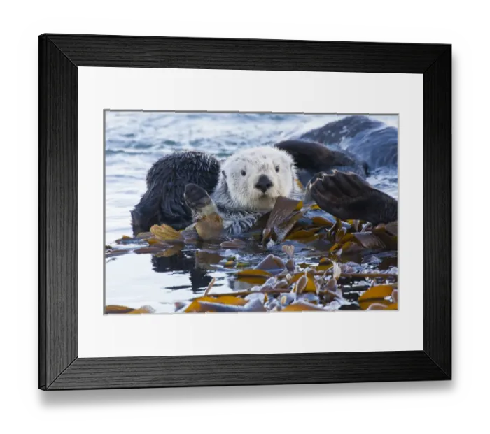 Framed Print : USA, California, San Luis Obispo County. Sea otter wrapped in kelp