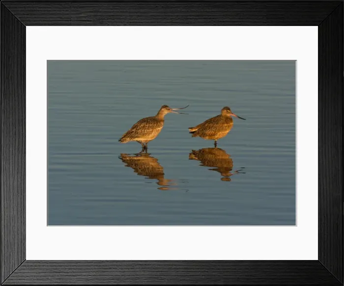 Framed Print : USA, California, San Luis Obispo County. Marbled godwits mating behavior. Credit as Framed Print : USA, California, San Luis Obispo County. Marbled godwits mating behavior. Credit as