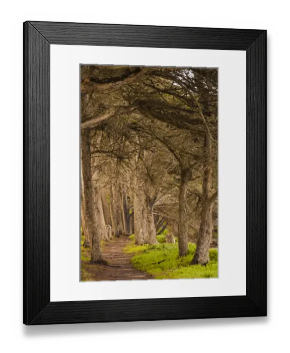 Framed Print : USA, California, Morro Bay. Path through the forest Framed Print : USA, California, Morro Bay. Path through the forest