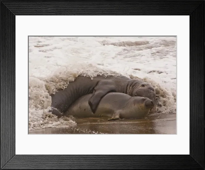 Framed Print : USA, California, San Luis Obispo County. Northern elephant seals mating. Credit as Framed Print : USA, California, San Luis Obispo County. Northern elephant seals mating. Credit as