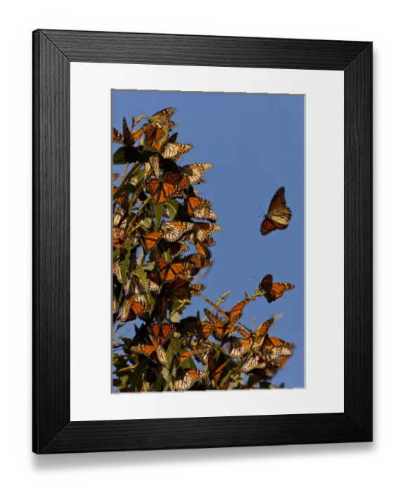 Framed Print : USA, California, San Luis Obispo County. Monarchs clustering during overwintering migration