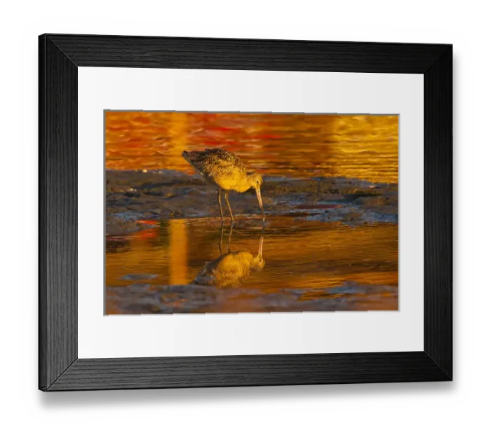 Framed Print : USA, California, San Luis Obispo County. Marbled godwit reflecting in water. Credit as Framed Print : USA, California, San Luis Obispo County. Marbled godwit reflecting in water. Credit as