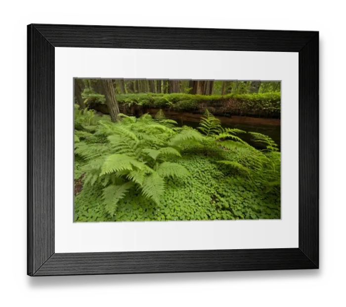 Framed Print : USA, California, Humboldt Redwood National Park. Bracken fern and redwood sorrel border Framed Print : USA, California, Humboldt Redwood National Park. Bracken fern and redwood sorrel border