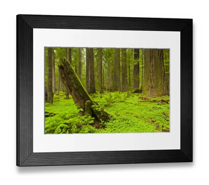 Framed Print : USA, California, Humboldt Redwoods State Park