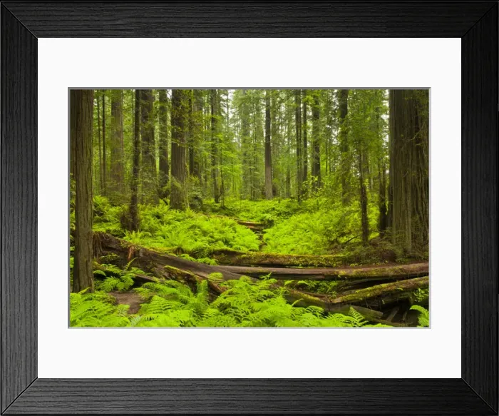 Framed Print : USA, California, Humboldt Redwoods State Park. Bracken ferns (Pteridium aquilinum) & redwoods Framed Print : USA, California, Humboldt Redwoods State Park. Bracken ferns (Pteridium aquilinum) & redwoods