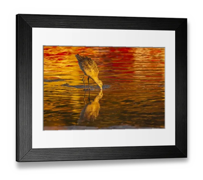 Framed Print : USA, California, San Luis Obispo County. Marbled godwit feeding Framed Print : USA, California, San Luis Obispo County. Marbled godwit feeding