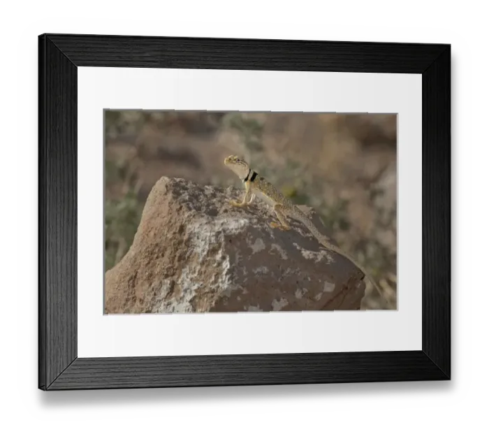 Framed Print : USA, California, Redding Canyon. Close-up of male Great Basin collared lizard on rock Framed Print : USA, California, Redding Canyon. Close-up of male Great Basin collared lizard on rock