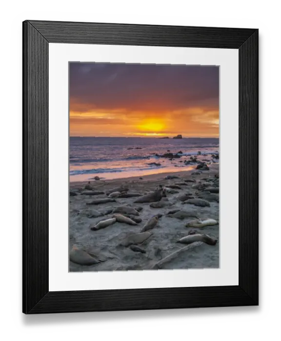 Framed Print : USA, California, Piedras Blancas. Elephant seals on beach at sunset Framed Print : USA, California, Piedras Blancas. Elephant seals on beach at sunset