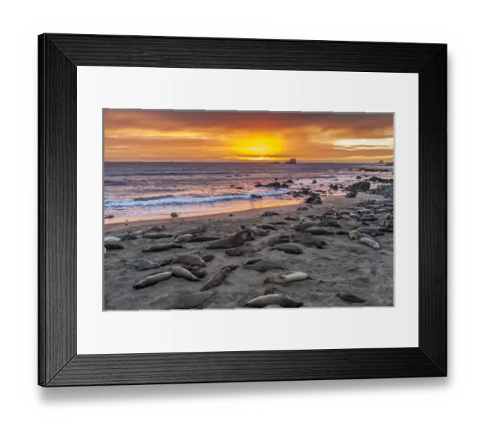 Framed Print : USA, California, Piedras Blancas. Elephant seals on beach at sunset Framed Print : USA, California, Piedras Blancas. Elephant seals on beach at sunset