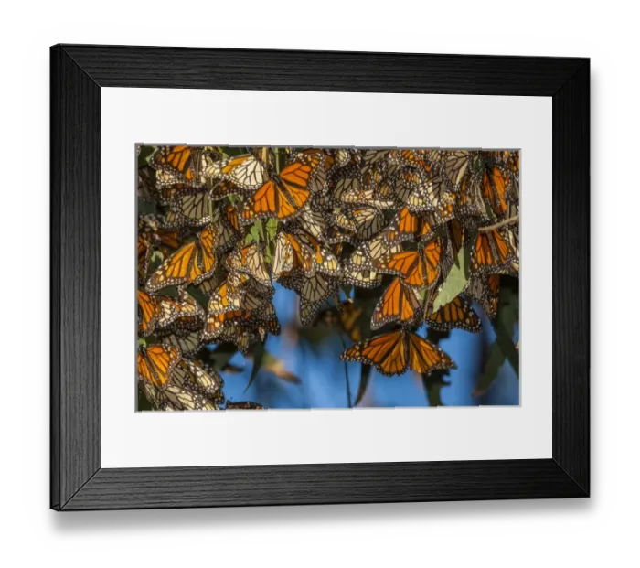 Framed Print : USA, California, Pismo Beach. Migrating monarch butterflies cling to leaves. Credit as Framed Print : USA, California, Pismo Beach. Migrating monarch butterflies cling to leaves. Credit as