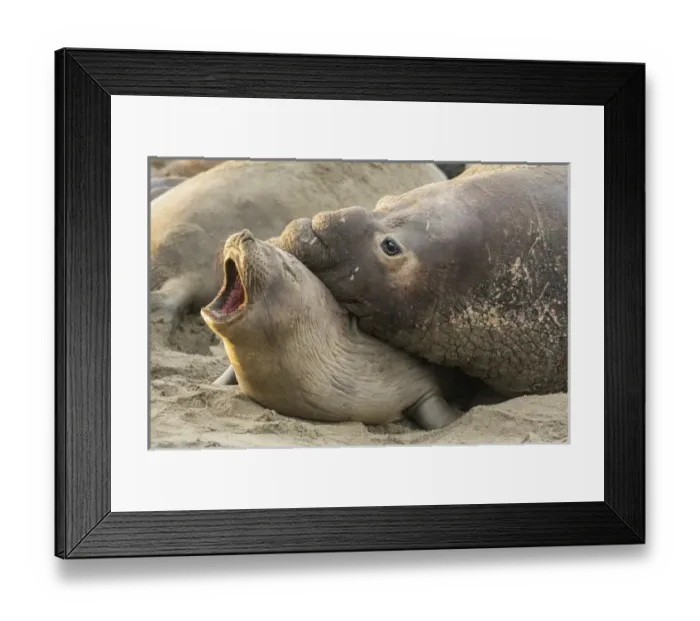 Framed Print : USA, California, Piedras Blancas. Male elephant seal gives love bite to female. Credit as Framed Print : USA, California, Piedras Blancas. Male elephant seal gives love bite to female. Credit as