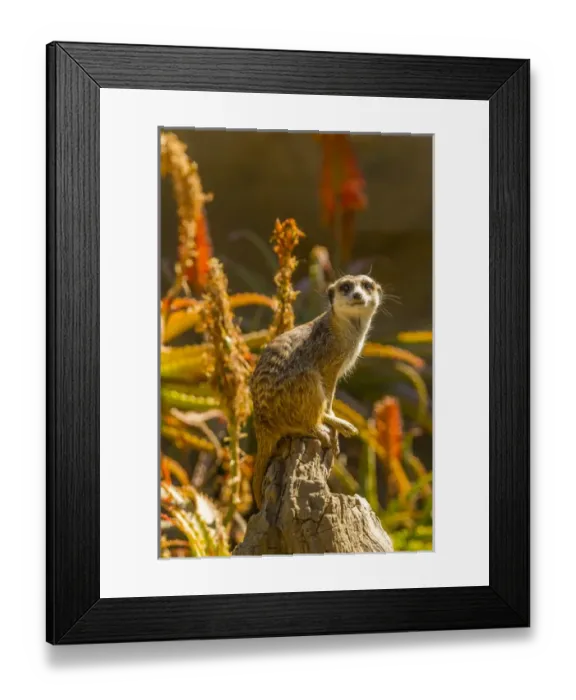 Framed Print : USA, California, Santa Barbara. Meerkat on stump Framed Print : USA, California, Santa Barbara. Meerkat on stump