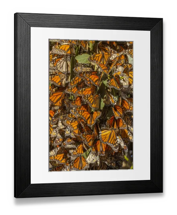 Framed Print : USA, California, Pismo Beach. Migrating monarch butterflies cling to leaves. Credit as Framed Print : USA, California, Pismo Beach. Migrating monarch butterflies cling to leaves. Credit as