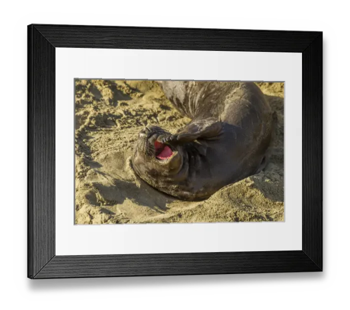 Framed Print : USA, California, Piedras Blancas. Female elephant seal yawning on beach. Credit as