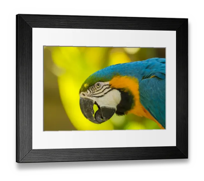 Framed Print : USA, California, Santa Barbara. Profile of macaw at Santa Barbara Zoo. Credit as Framed Print : USA, California, Santa Barbara. Profile of macaw at Santa Barbara Zoo. Credit as