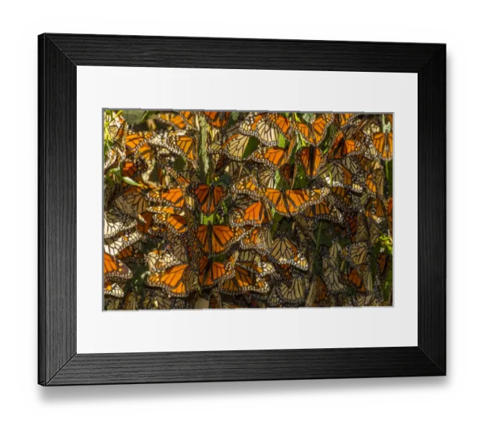 Framed Print : USA, California, Pismo Beach. Migrating monarch butterflies cling to leaves. Credit as