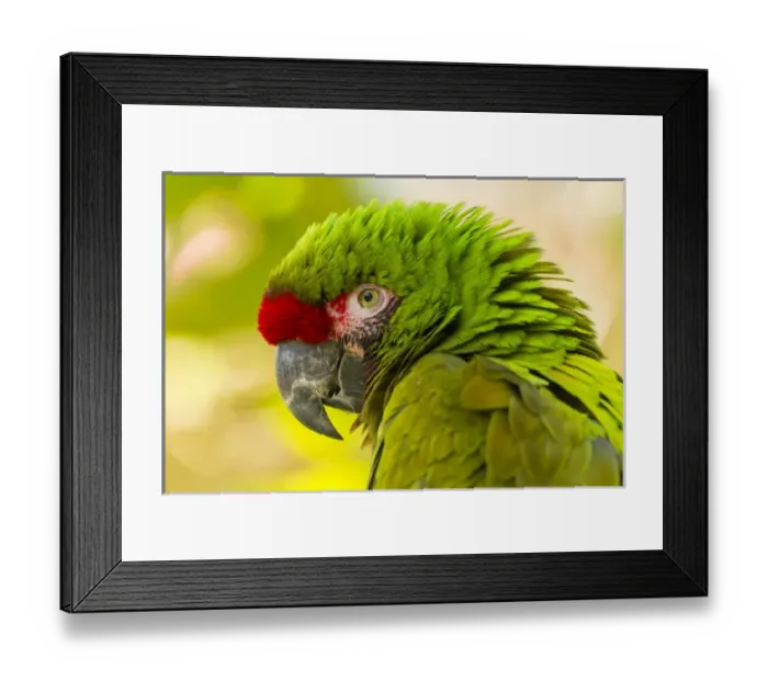 Framed Print : USA, California, Santa Barbara. Profile of macaw at Santa Barbara Zoo. Credit as Framed Print : USA, California, Santa Barbara. Profile of macaw at Santa Barbara Zoo. Credit as