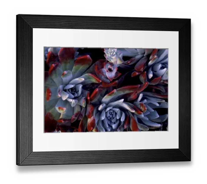 Framed Print : USA, California, Garrapata State Park. Red-leaf succulent plants Framed Print : USA, California, Garrapata State Park. Red-leaf succulent plants