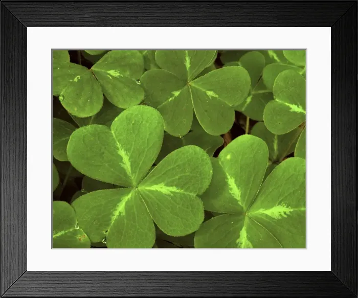 Framed Print : USA, California, Muir Woods. Close-up of clover Framed Print : USA, California, Muir Woods. Close-up of clover