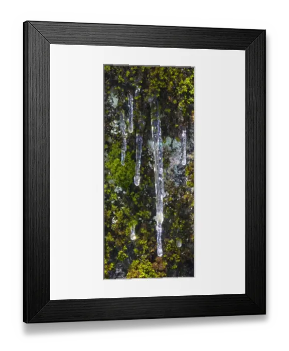 Framed Print : USA, California, Yosemite National Park. Icicles on moss Framed Print : USA, California, Yosemite National Park. Icicles on moss