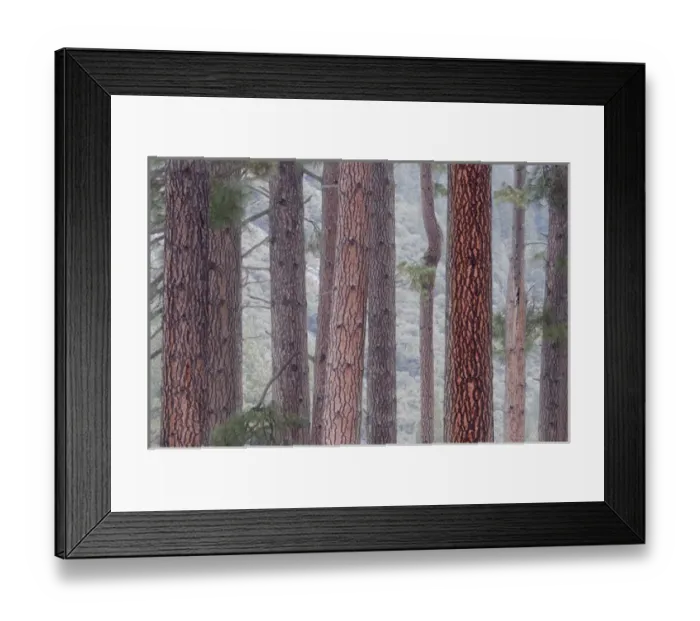 Framed Print : USA, California, Yosemite National Park. Pine trees in fog Framed Print : USA, California, Yosemite National Park. Pine trees in fog