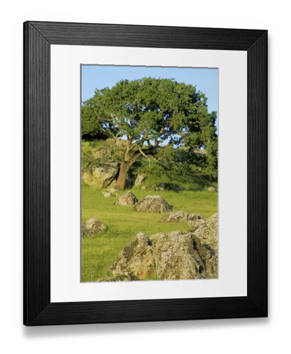 Framed Print : USA, California. California oak tree scenic