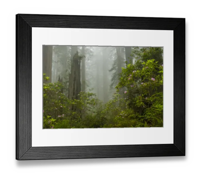 Framed Print : USA, California, Redwoods National Park. Fog and rhododendrons in forest. Credit as