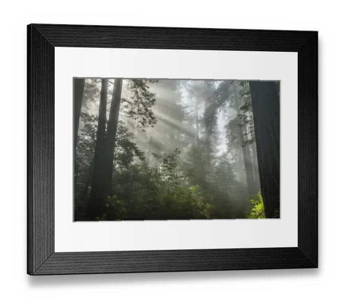 Framed Print : USA, California, Redwoods National Park. Fog in Ladybird Johnson Grove. Cathy & Gordon Illg Framed Print : USA, California, Redwoods National Park. Fog in Ladybird Johnson Grove. Cathy & Gordon Illg