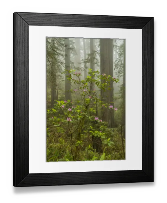 Framed Print : USA, California, Redwoods National Park. Fog and rhododendrons in forest. Credit as Framed Print : USA, California, Redwoods National Park. Fog and rhododendrons in forest. Credit as