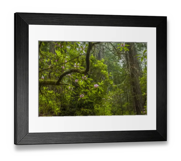 Framed Print : USA, California, Redwoods National Park. Rhododendrons in forest