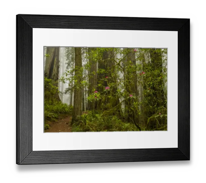 Framed Print : USA, California, Redwoods National Park. Fog and rhododendrons in forest. Credit as Framed Print : USA, California, Redwoods National Park. Fog and rhododendrons in forest. Credit as