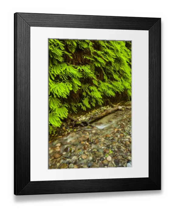 Framed Print : USA, California, Redwoods National Park. Scenic of Fern Creek