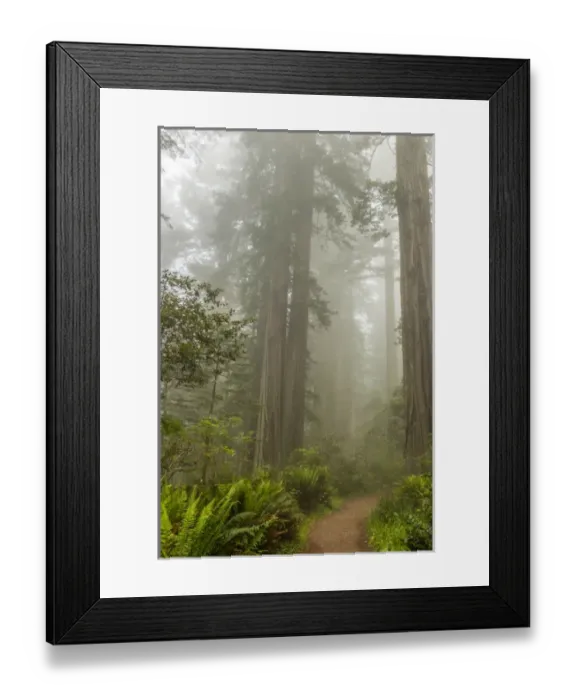 Framed Print : USA, California, Redwoods National Park. Trail through redwood trees and fog. Credit as