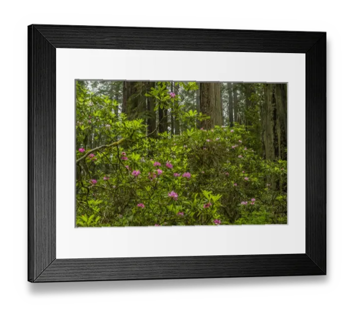 Framed Print : USA, California, Redwoods National Park. Rhododendrons in forest Framed Print : USA, California, Redwoods National Park. Rhododendrons in forest