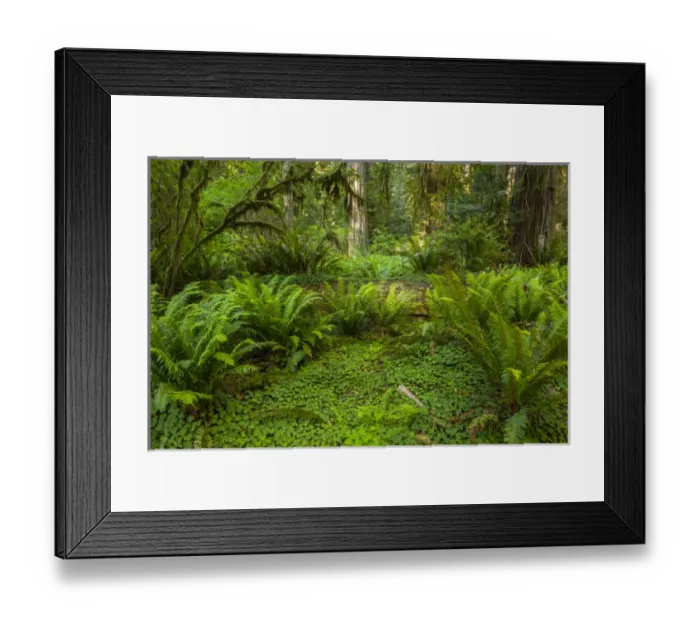 Framed Print : USA, California, Redwoods National Park. Ferns and mossy trees in forest. Credit as
