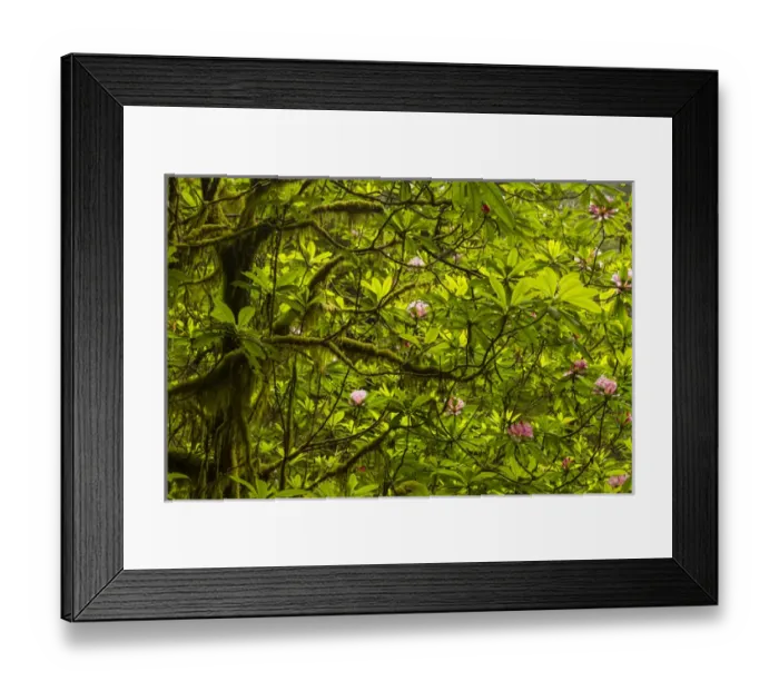 Framed Print : USA, California, Redwoods National Park. Rhododendrons in forest Framed Print : USA, California, Redwoods National Park. Rhododendrons in forest