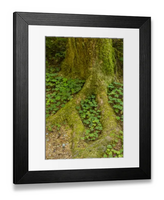 Framed Print : USA, California, Redwoods National Park. Clover at tree base Framed Print : USA, California, Redwoods National Park. Clover at tree base
