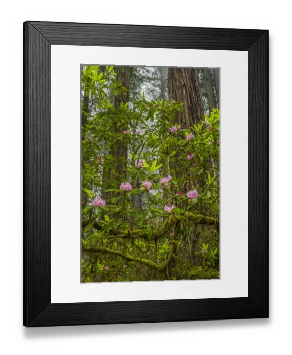 Framed Print : USA, California, Redwoods National Park. Rhododendrons in forest Framed Print : USA, California, Redwoods National Park. Rhododendrons in forest