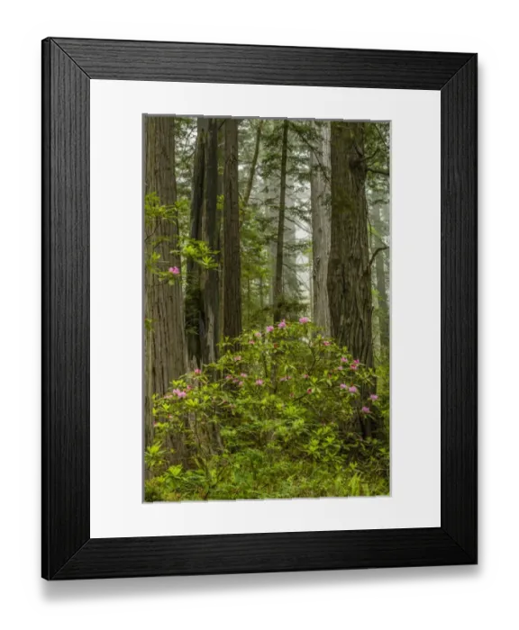 Framed Print : USA, California, Redwoods National Park. Rhododendrons in forest Framed Print : USA, California, Redwoods National Park. Rhododendrons in forest