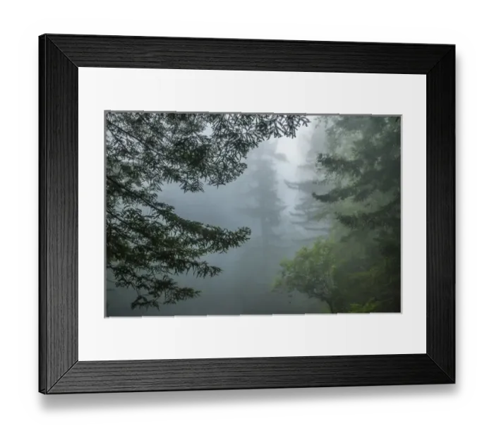 Framed Print : USA, California, Redwoods National Park. Fog in Ladybird Johnson Grove. Cathy & Gordon Illg