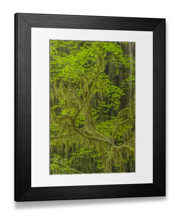 Framed Print : USA, California, Redwoods National Park. Mossy limbs in forest Framed Print : USA, California, Redwoods National Park. Mossy limbs in forest